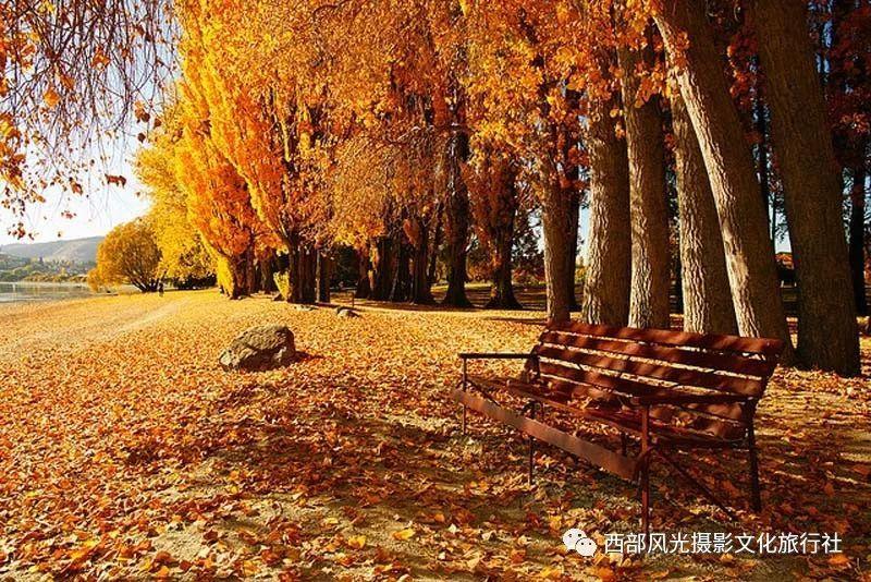 晶科能源N型产品放量净利年增超43亿 全球组件出货量75GW时隔三年重回第一